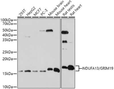 Western Blot: GRIM19 Antibody [NBP3-03756] - Western blot analysis of extracts of various cell lines, using GRIM19 antibody (NBP3-03756) at 1:1000 dilution. Secondary antibody: HRP Goat Anti-Rabbit IgG (H+L) at 1:10000 dilution. Lysates/proteins: 25ug per lane. Blocking buffer: 3% nonfat dry milk in TBST. Detection: ECL Basic Kit. Exposure time: 30s.